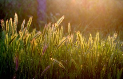 Associazione Italiana di Agroecologia (AIDA) e il progetto Opera18